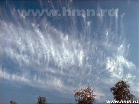   Cirrus vertebratus (Ci vert)